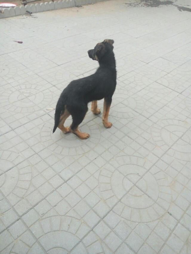 花1000多买的狗尾巴都不让摸,花1000万买一只狗