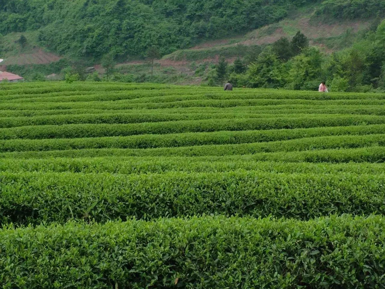 炫炫炫，我们富有的通江，岂能用钱财来衡量
