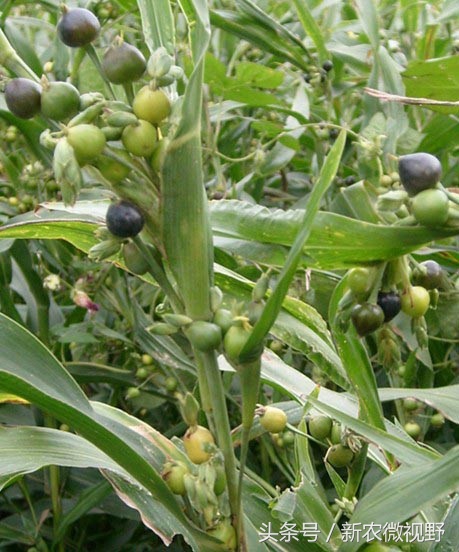 长得像玉米芽的草叫什么,长得像胡豆很硬的种子