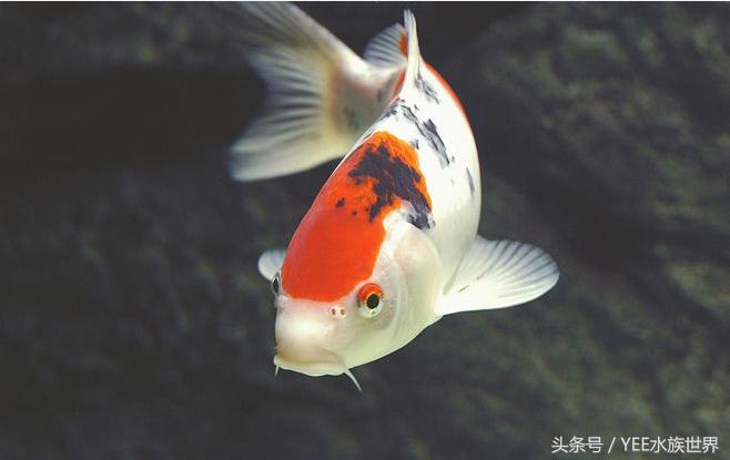 养锦鲤日常关注事项,如何正确饲养锦鲤