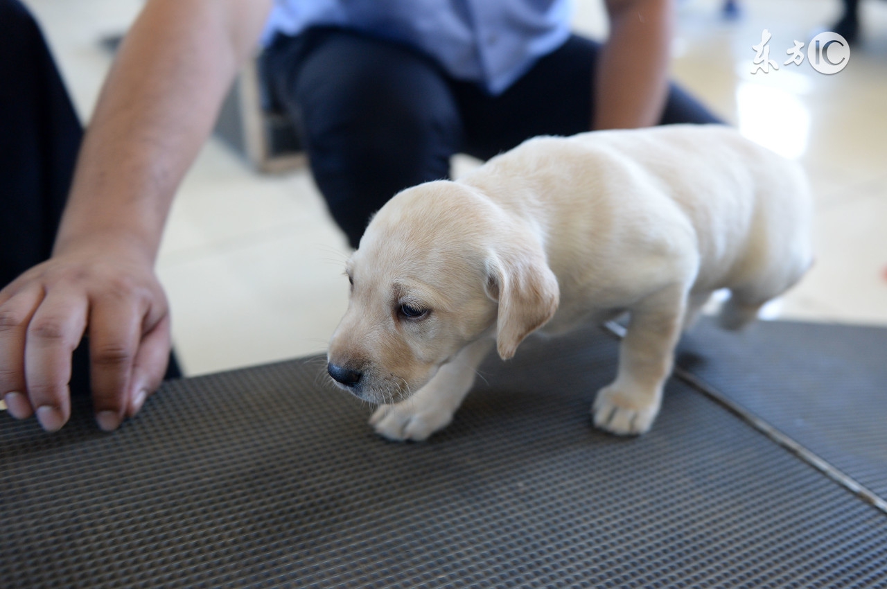 怎么样教狗狗不乱拉屎拉尿,狗狗一拉屎就叫是什么原因
