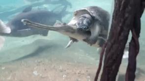 铲屎官你到底想怎么样,铲屎官你好怎么回复