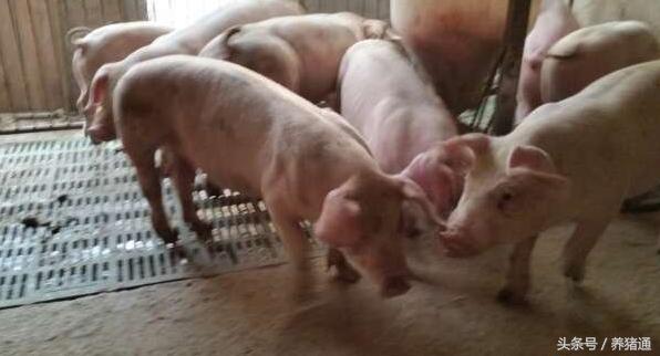 治疗猪的腹泻，到底哪种方法更好呢？这个可能是你要的答案