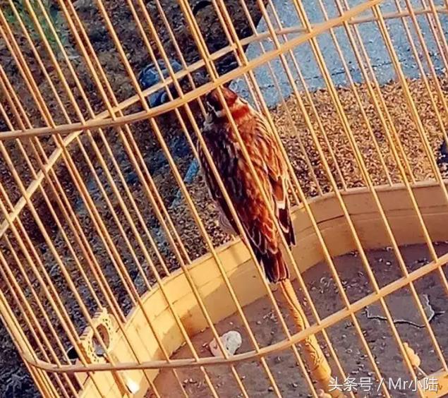 百灵鸟换羽期间可以喂鸡蛋吗,百灵鸟过冬关注什么