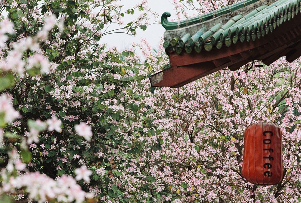 佳能300mmf4画质,佳能小炮镜头