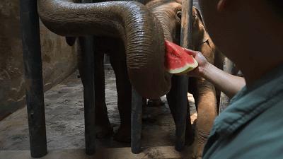 乖萌小动物,乖萌动物