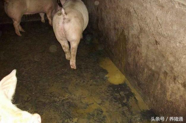 治疗猪的腹泻，到底哪种方法更好呢？这个可能是你要的答案