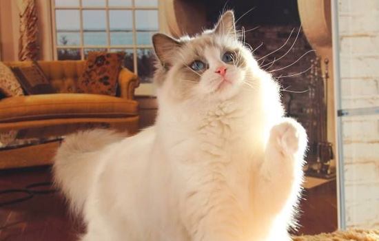 猫咪肠胃炎在家怎么治,猫咪肠胃炎怎么消除最快