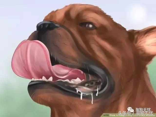 狗狗中暑引发心脏病怎么办,狗狗中暑后一直叫是怎么了