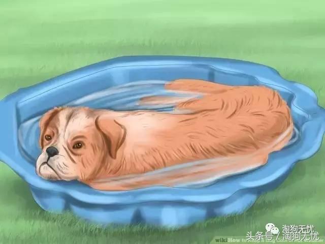 狗狗中暑引发心脏病怎么办,狗狗中暑后一直叫是怎么了