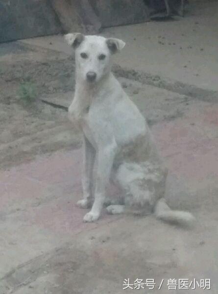 哈士奇和细犬谁精力旺盛,哈士奇和短腿土狗的后代