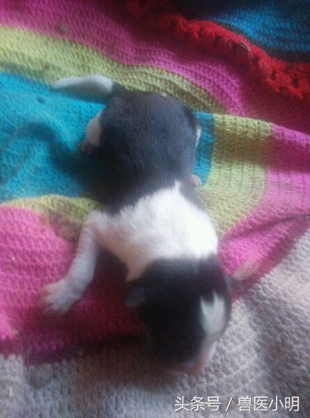 哈士奇和细犬谁精力旺盛,哈士奇和短腿土狗的后代