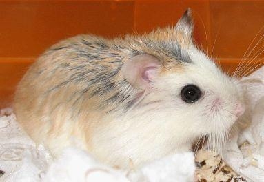 仓鼠肚皮湿湿的中暑了怎么办,仓鼠晒太阳中暑了能喝盐水吗