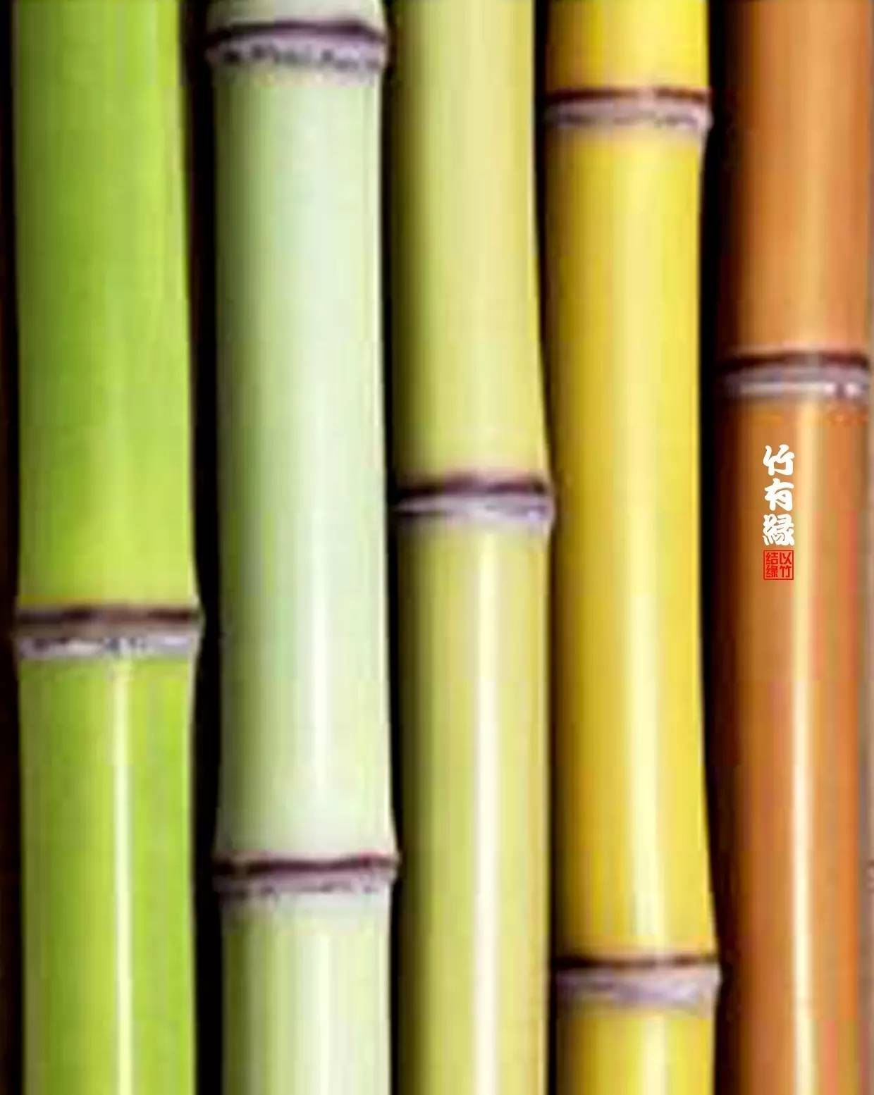 竹子染色水,竹子怎么无药染色