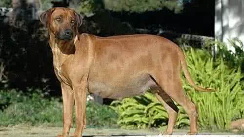 狗狗怀孕要关注哪些重要点,狗狗产后关注事项