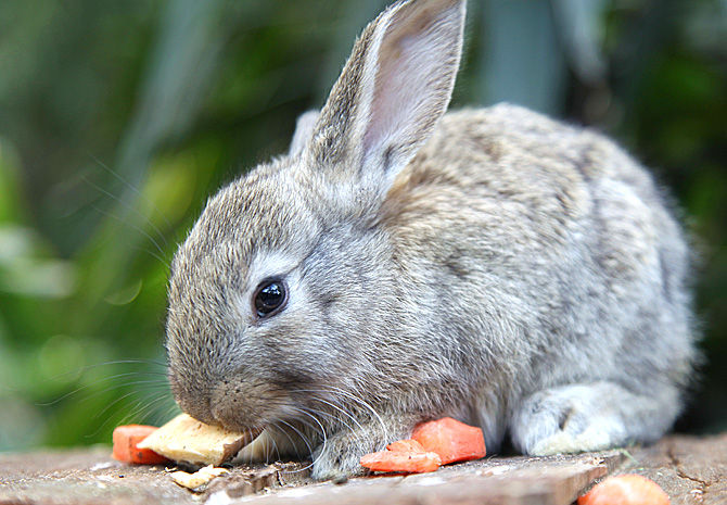 荷兰侏儒兔为什么不能养,荷兰侏儒兔如何养得干干净净