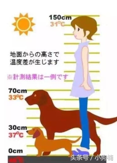 狗狗中暑急救的方法和步骤,搜救犬中暑训导员急哭