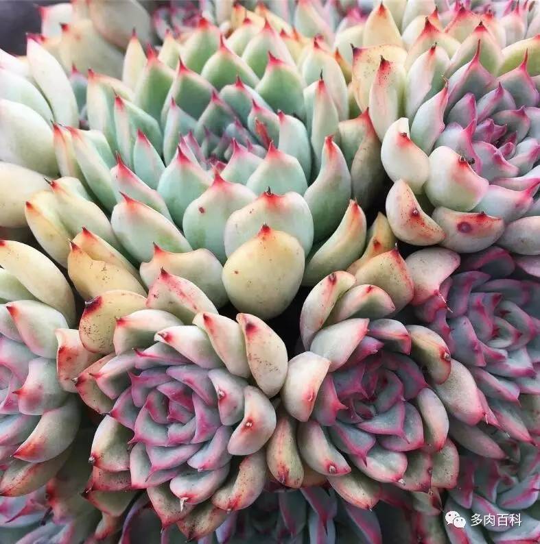 多肉植物小黑飞用什么杀虫药,养多肉有小黑飞怎么办