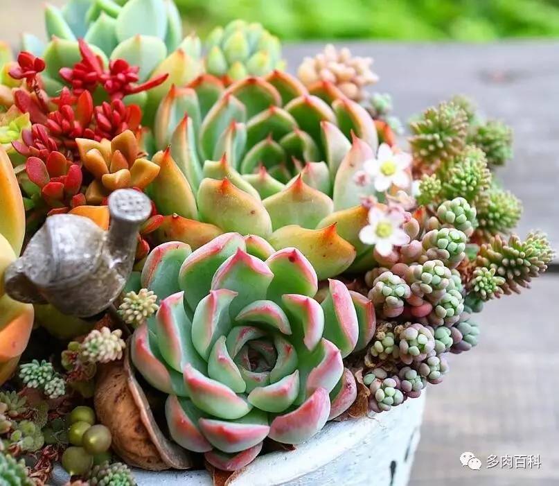 多肉植物小黑飞用什么杀虫药,养多肉有小黑飞怎么办