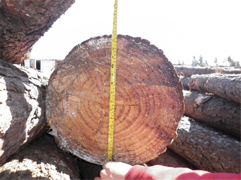 巴西第七天，松木堆场，检尺装柜