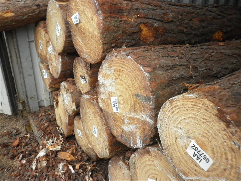 巴西第七天，松木堆场，检尺装柜