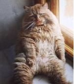 瑜伽体式二十四字要诀,练瑜伽的基本动作30分钟