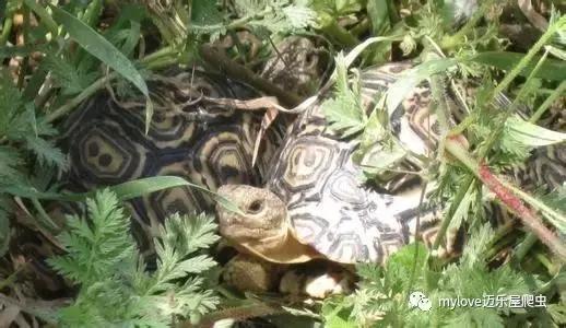 我是陆龟但是我也很怕热哦，千万不要让我暴晒哟