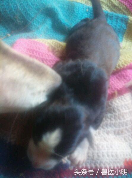 哈士奇和细犬谁精力旺盛,哈士奇和短腿土狗的后代