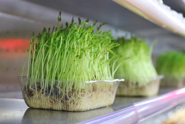 觅串,觅串精致火锅串串