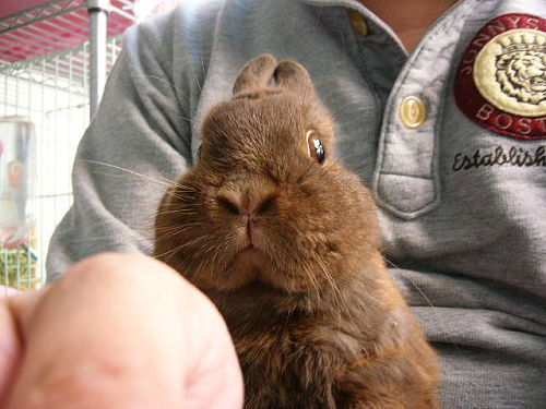 荷兰侏儒兔为什么不能养,荷兰侏儒兔如何养得干干净净