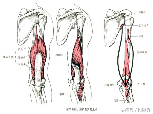 手臂的运动原理,手臂肌肉血管解剖图解