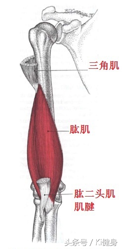 手臂的运动原理,手臂肌肉血管解剖图解