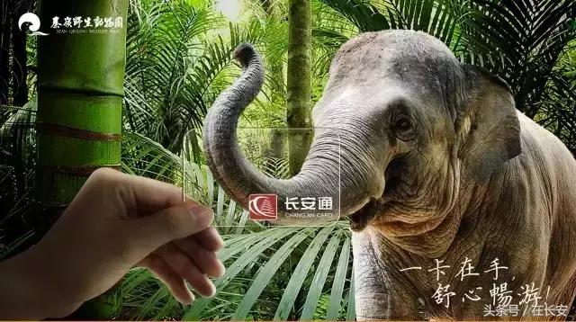 长安通都能干什么,长安通使用范围有哪些