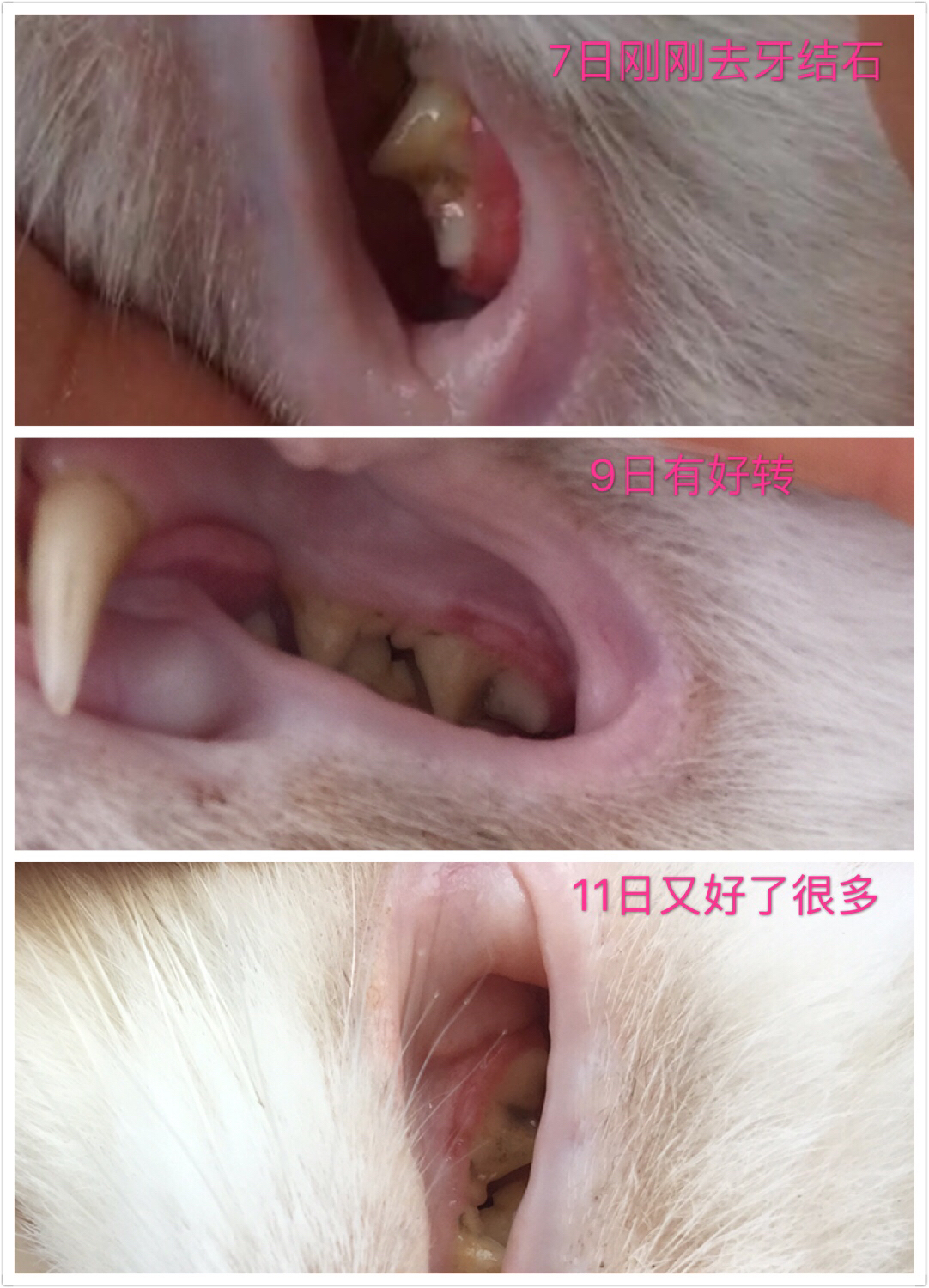 老猫肾结石,老猫得肾病