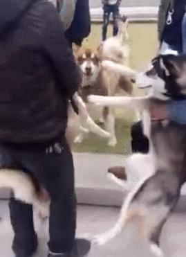 哈士奇阿拉斯加隔着笼子吵架,哈士奇和阿拉斯加吵架