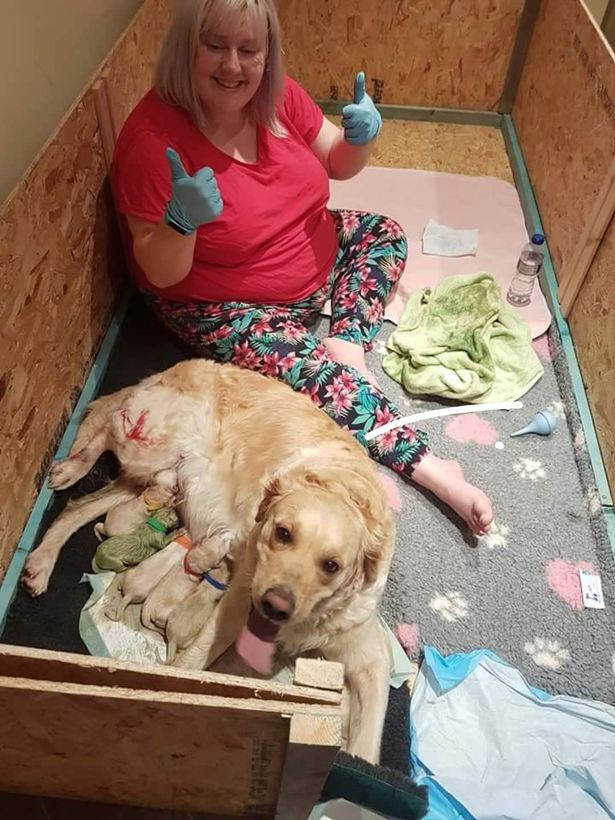 戴绿帽了？英国一家人家养的大金毛，下了一只绿狗崽，真蹊跷！