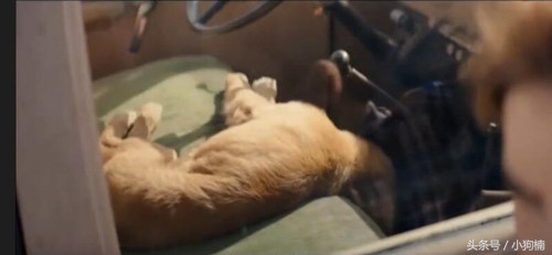 狗狗中暑急救的方法和步骤,搜救犬中暑训导员急哭