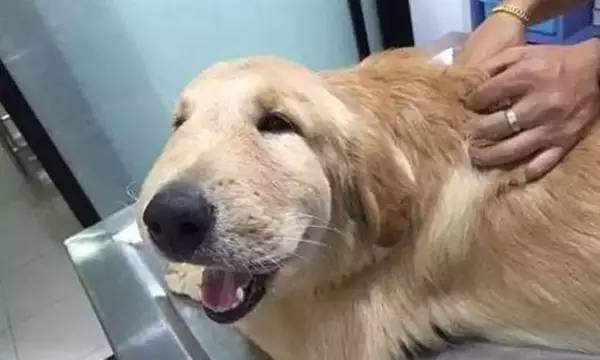 狗狗被蜜蜂蛰表情图,蜜蜂把狗狗脸蛰肿了图片