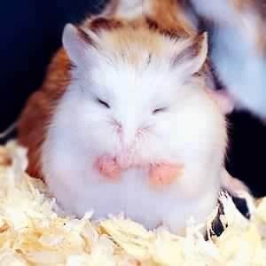 仓鼠肚皮湿湿的中暑了怎么办,仓鼠晒太阳中暑了能喝盐水吗