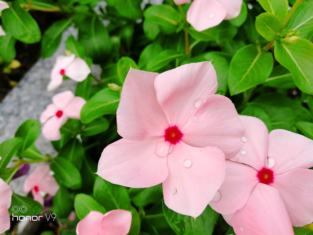 荣耀9或v9值得购买吗,荣耀v9荣耀9哪个好