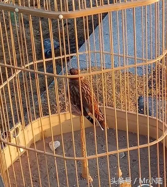 百灵鸟换羽期间可以喂鸡蛋吗,百灵鸟过冬关注什么