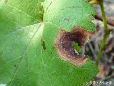 葡萄果实上有麻纹斑如何治,葡萄叶子发黄起斑枯萎怎么治