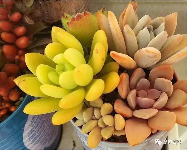 多肉植物小黑飞用什么杀虫药,养多肉有小黑飞怎么办