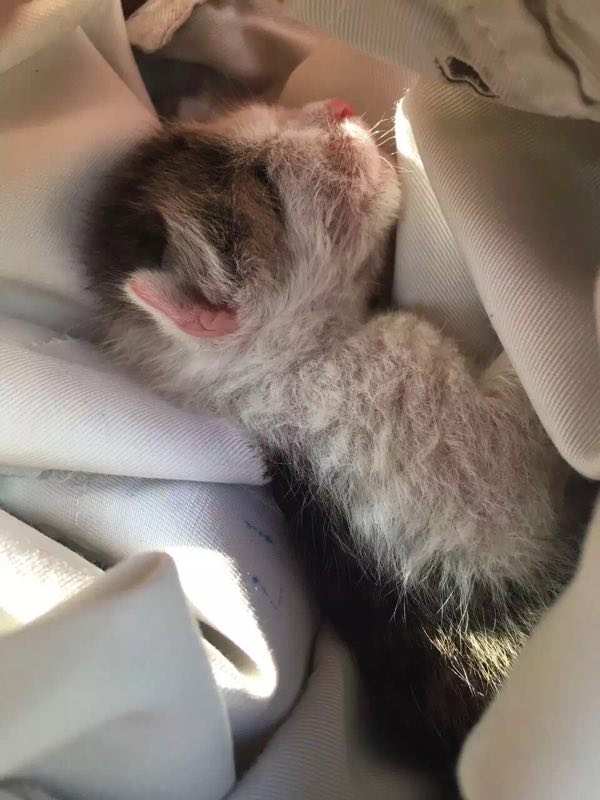 小奶猫救活了怎么喂养,小奶猫救援案例