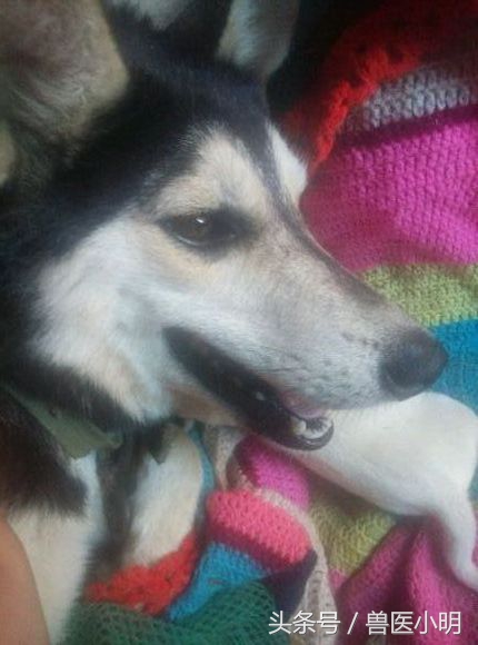 哈士奇和细犬谁精力旺盛,哈士奇和短腿土狗的后代