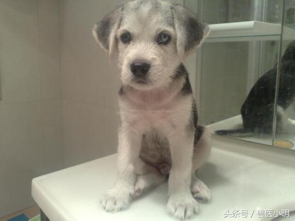 哈士奇和细犬谁精力旺盛,哈士奇和短腿土狗的后代