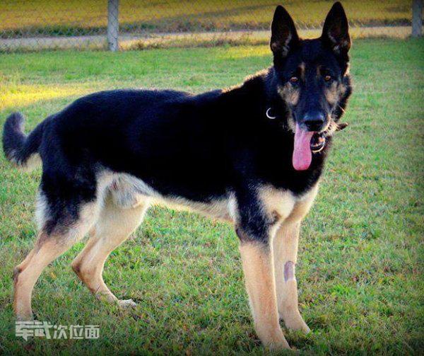 军犬的真实故事,军犬感人真实故事