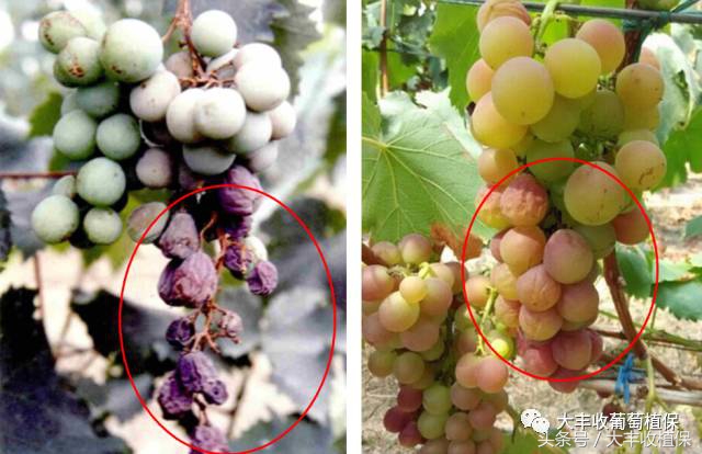 葡萄得了水罐子病怎么办,葡萄得了水罐子病