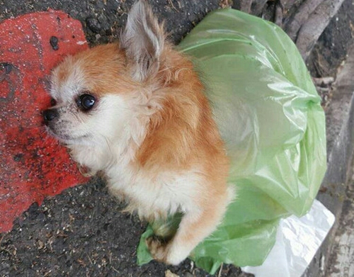 母狗怀孕胎死腹中,母狗怀孕被抛弃