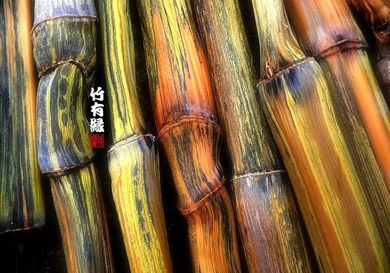 竹子染色水,竹子怎么无药染色